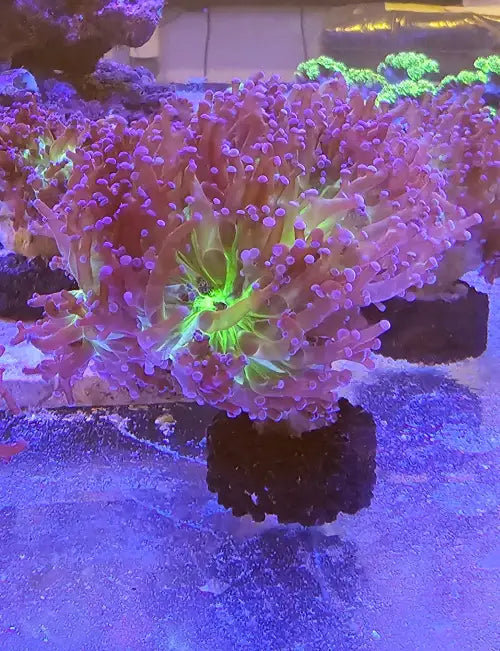 Euphyllia paradivisa Purplish Green