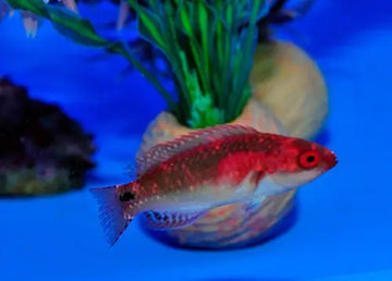 Exquisite Wrasse (Cirrhilabrus cf. exquisitus)