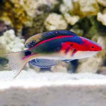 Exquisite Wrasse (Cirrhilabrus cf. exquisitus)