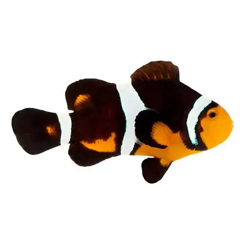 Fancy Ocellaris Clownfish (Amphiprion ocellaris)