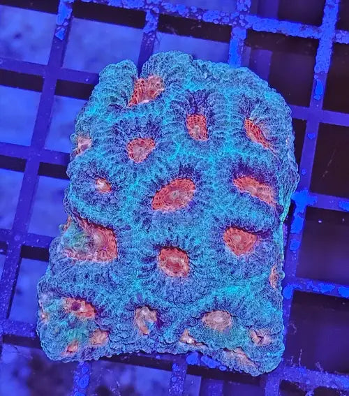 Favia Turquoise-Red L