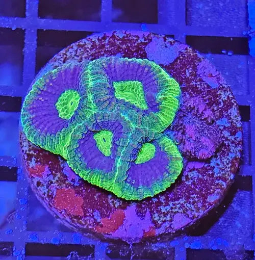 Favia Wannabe Dragon Soul