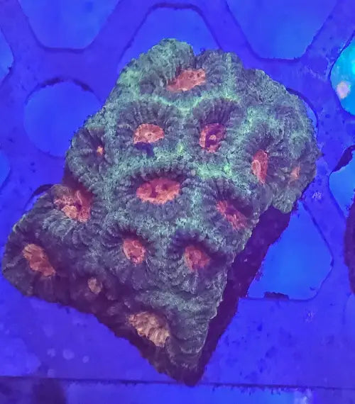 Favia Watermelon