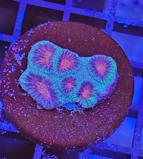 Favia Watermelon Premium