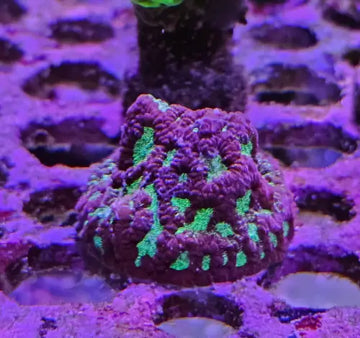 Favites ’War coral’ Red
