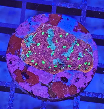 Favites ’War coral’ Red-Green Premium