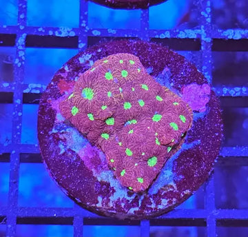 Favites ’War coral’ Red/Green Premium