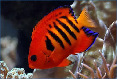 Flame angel (Centropyge loricula)