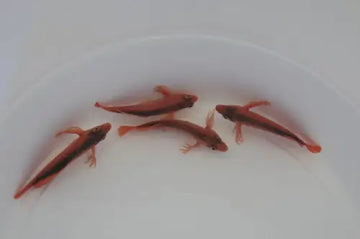 Flame hawkfish (Neocirrhites armatus)