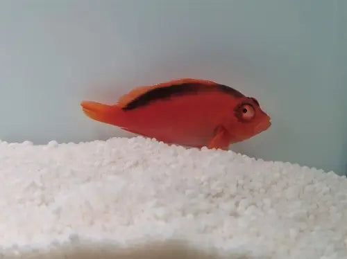 Flame hawkfish (Neocirrhites armatus)