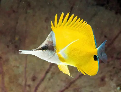 Forcipiger flavissimus