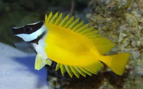Foxface (Siganus vulpinus) (S)