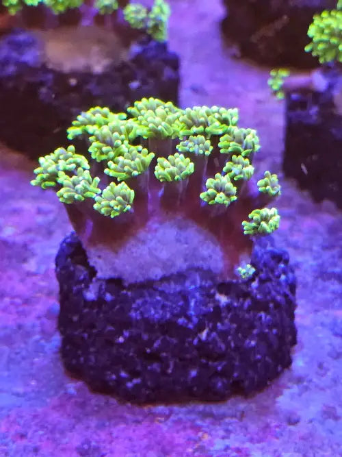Galaxea fascicularis Green Devil