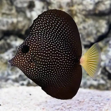 Gem Tang (Zebrasoma gemmatum)