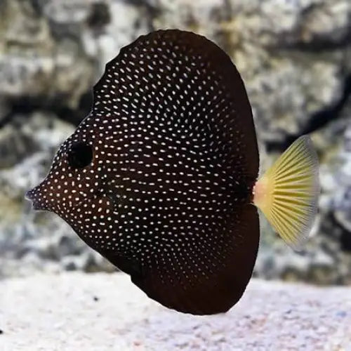 Gem Tang (Zebrasoma gemmatum)