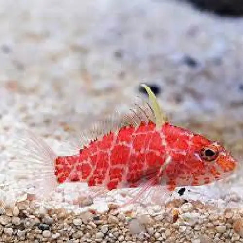 Geometric Perchlet (Plectranthias inermis)