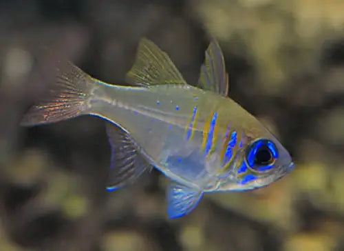 Ghost Cardinalfish (Zoramia leptacantha) (5kpl parvi) Elävät eläimet