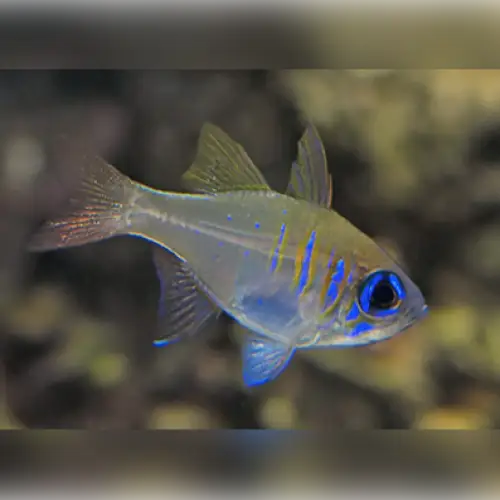 Ghost Cardinalfish (Zoramia leptacantha) - Elävät eläimet