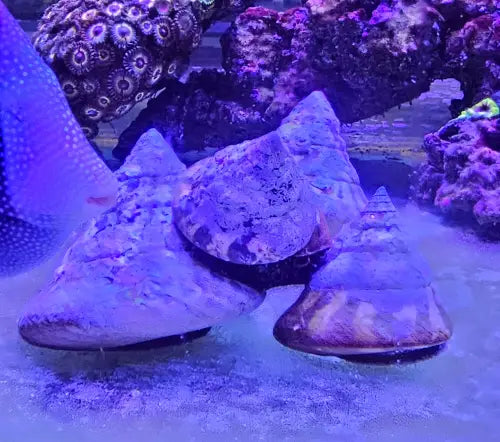 Giant Trochus Stellatus (Jumbo)