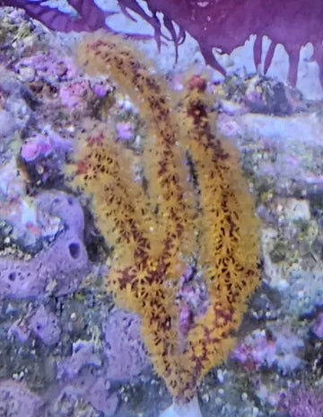 Gold gorgonia (Menella sp.) (M)