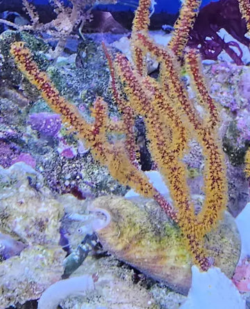 Gold gorgonia (Menella sp.) (M)