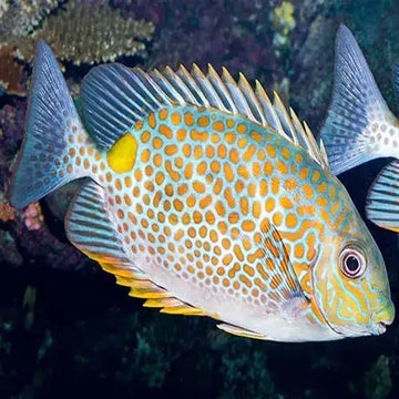 Gold saddle Rabbitfish (Siganus guttatus) Elävät eläimet