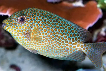 Gold saddle Rabbitfish (Siganus guttatus) Elävät eläimet