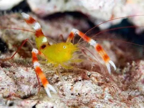 Golden Coral Banded Shrimp (Stenopus zanzibaricus)