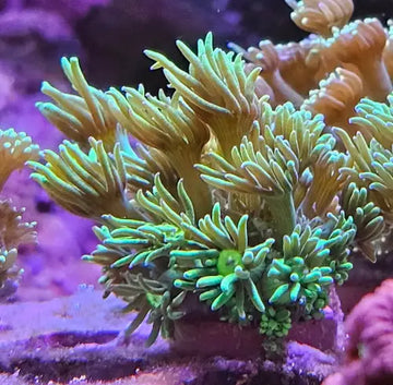 Goniopora Green