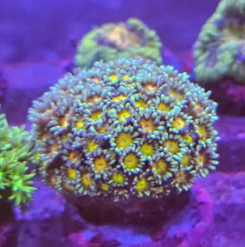 Goniopora Green Premium