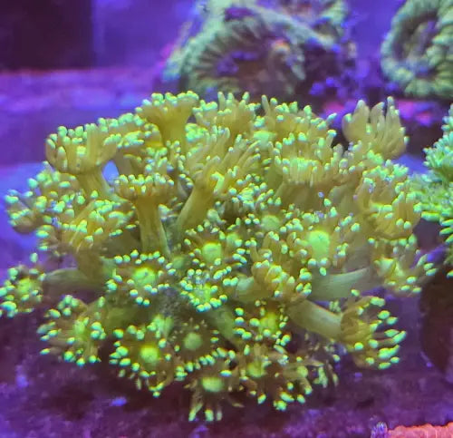 Goniopora Green Premium