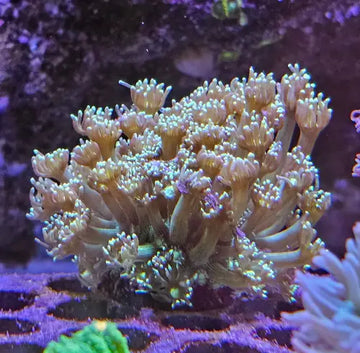 Goniopora Green Premium
