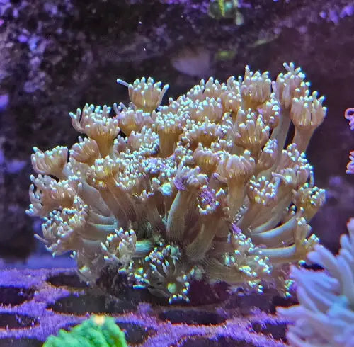 Goniopora Green Premium