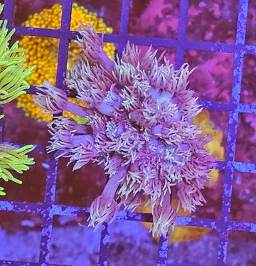 Goniopora sp. – Flowerpot Coral ’Blueish’