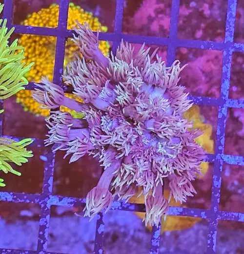 Goniopora sp. – Flowerpot Coral ’Blueish’