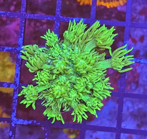 Goniopora sp. – Flowerpot Coral ’Green’