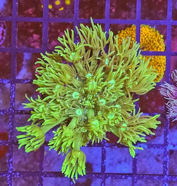 Goniopora sp. – Flowerpot Coral ’Green’