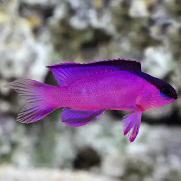 Gramma melancara