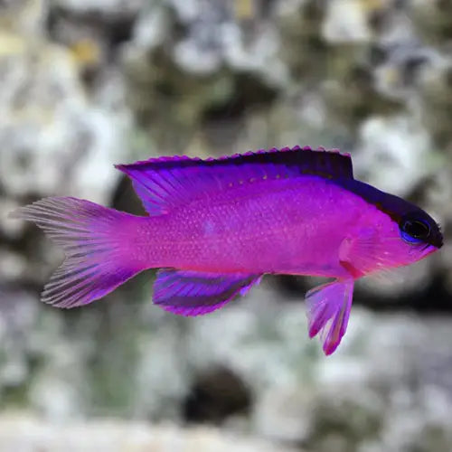 Gramma melancara