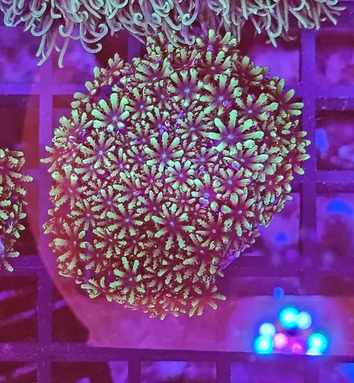 Green Clove Polyp