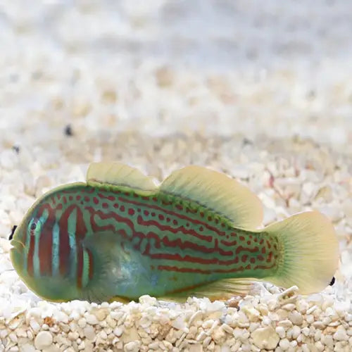Green Goby (Gobiodon histrio)