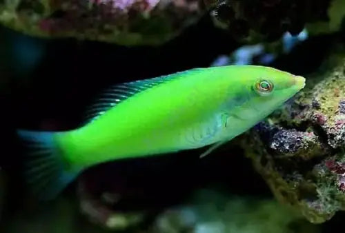 Halichoeres chloropterus