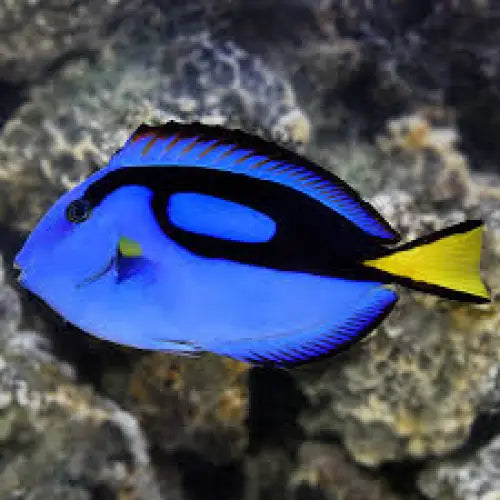 Hippo Tang (Paracanthurus hepatus) s-koko