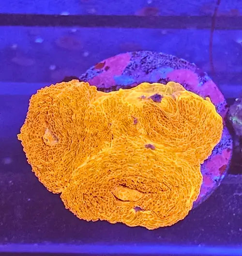 Homophyllia Bowerbanki Red Premium