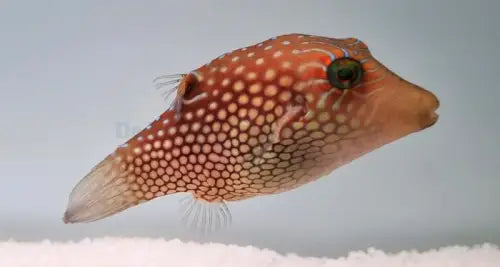Honeycomb Toby Puffer (Canthigaster janthinoptera)