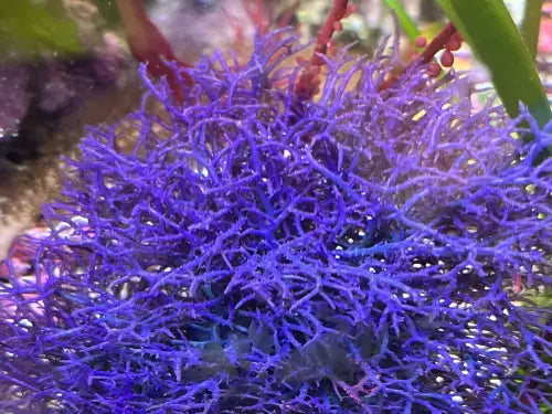 Hypnea pannosa -makrolevä