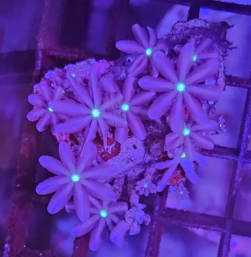 Knopia star polyp
