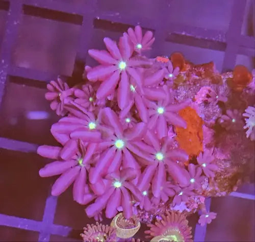 Knopia star polyp