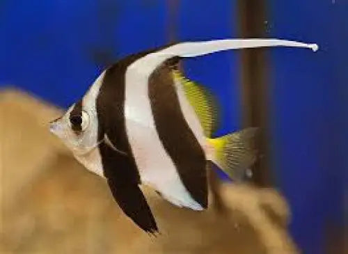Longfin bannerfish (Heniochus acuminatus) S-koko