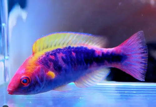 Lubbock’s wrasse (Cirrhilabrus Lubbocki)